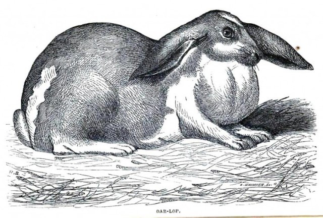 オールロップイヤー